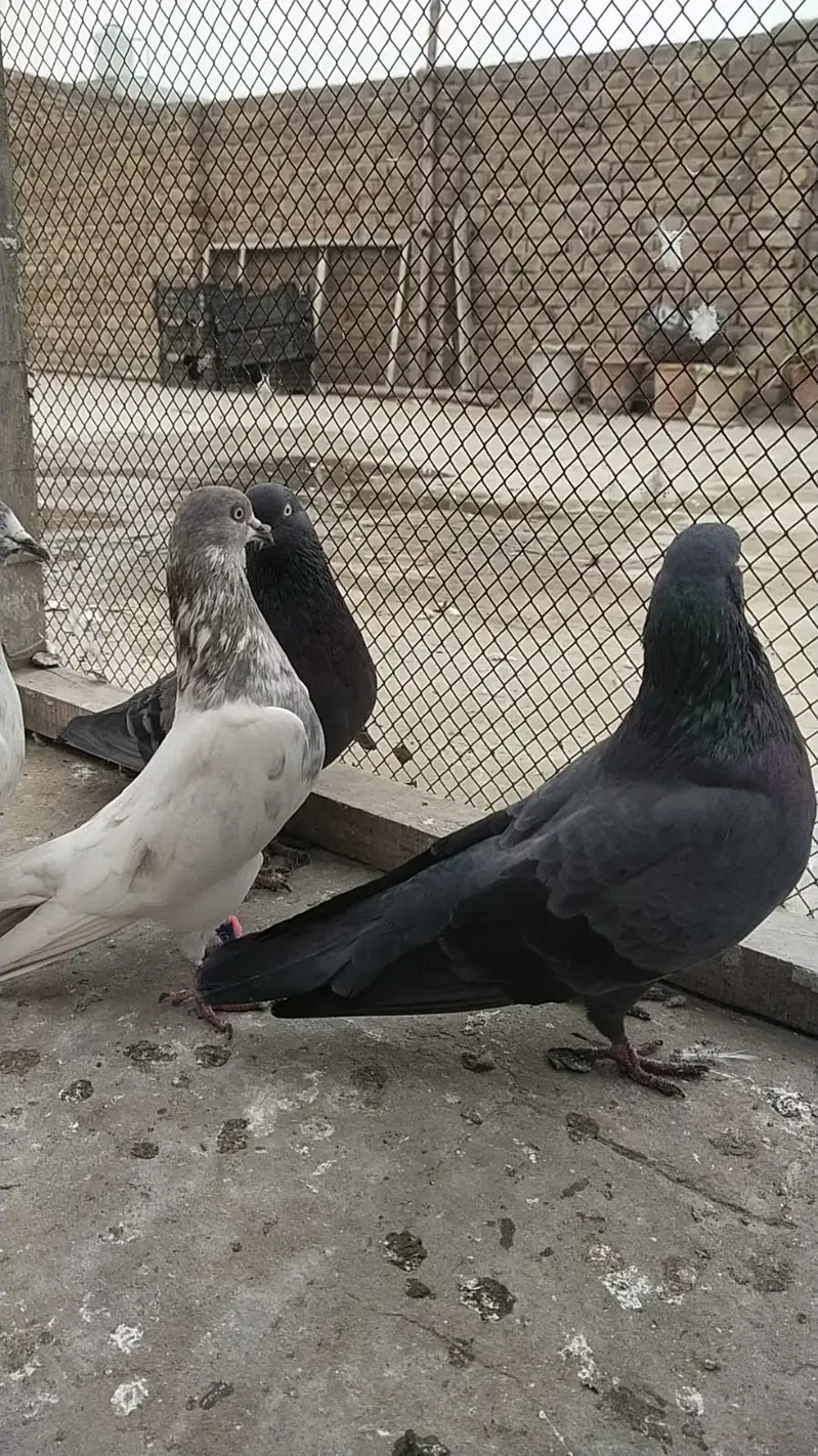 Pegons With Cage I Mix Breed I | High Quality | Kabootar For sale I — photo 3