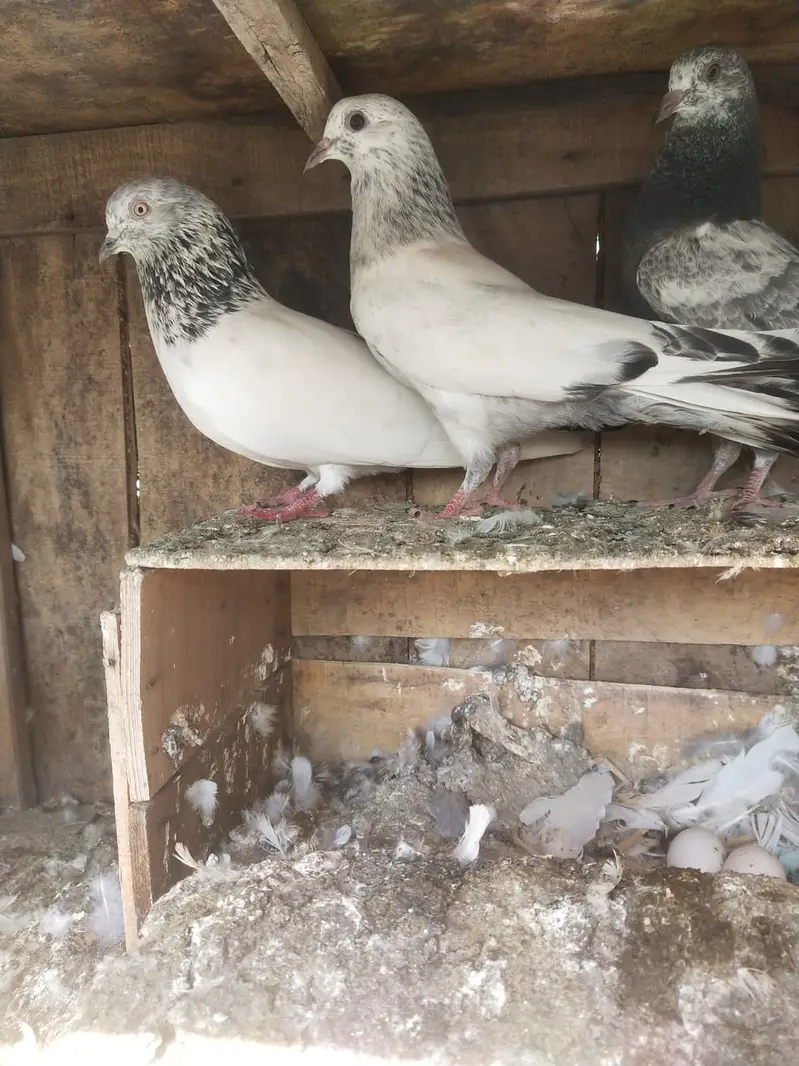 Pegons With Cage I Mix Breed I | High Quality | Kabootar For sale I — photo 5