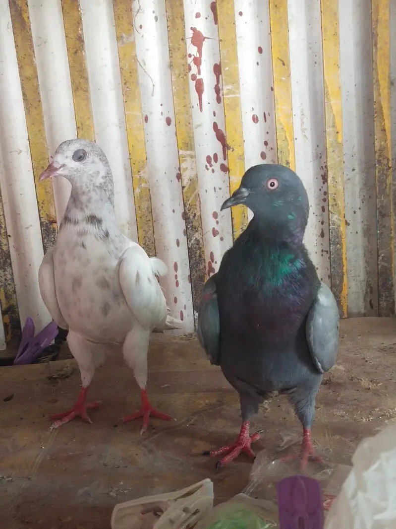 Pegons With Cage I Mix Breed I | High Quality | Kabootar For sale I — photo 7