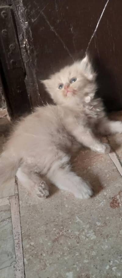 2 kitten for sale