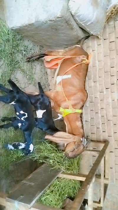 piuer dasi nagri  bakri Sath male and female bachy