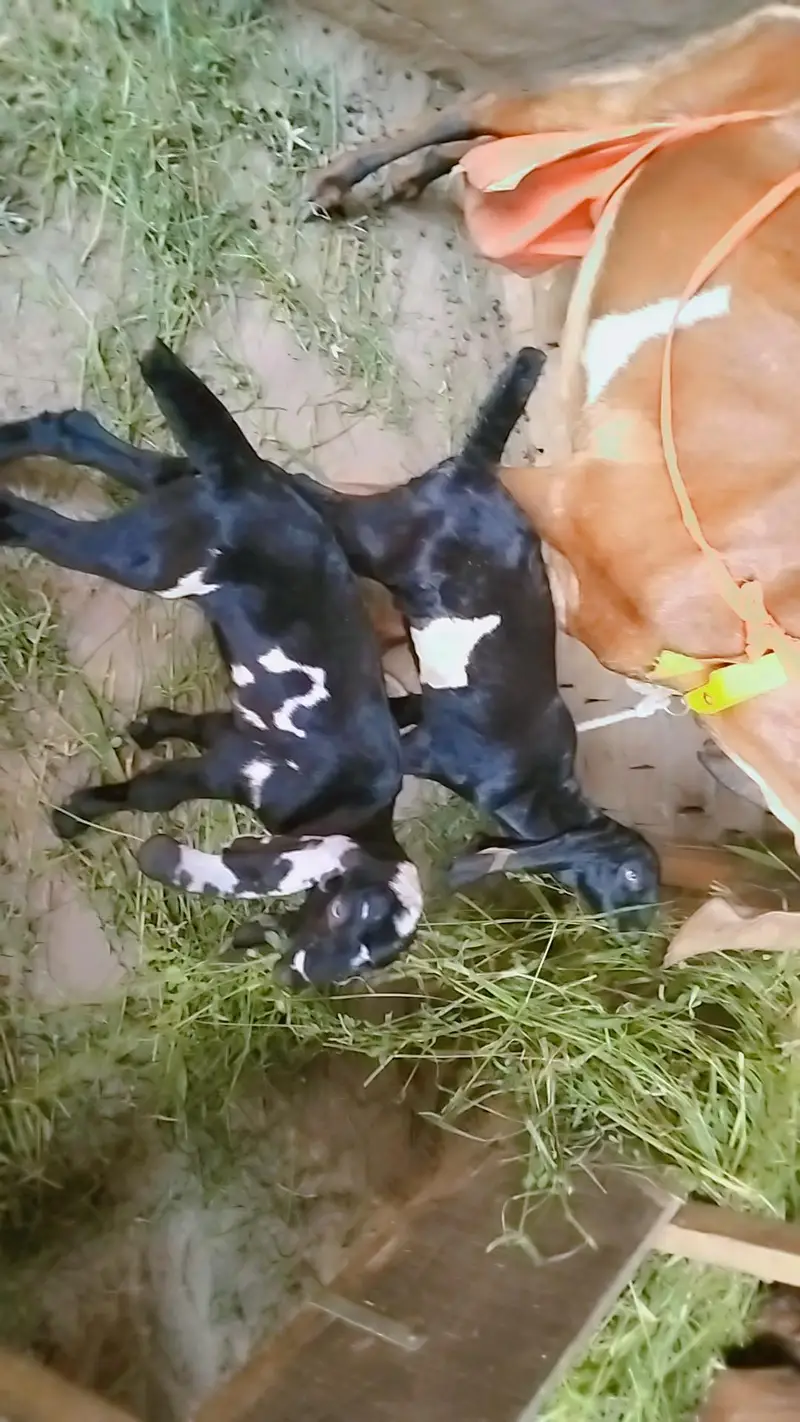 piuer dasi nagri  bakri Sath male and female bachy — photo 2