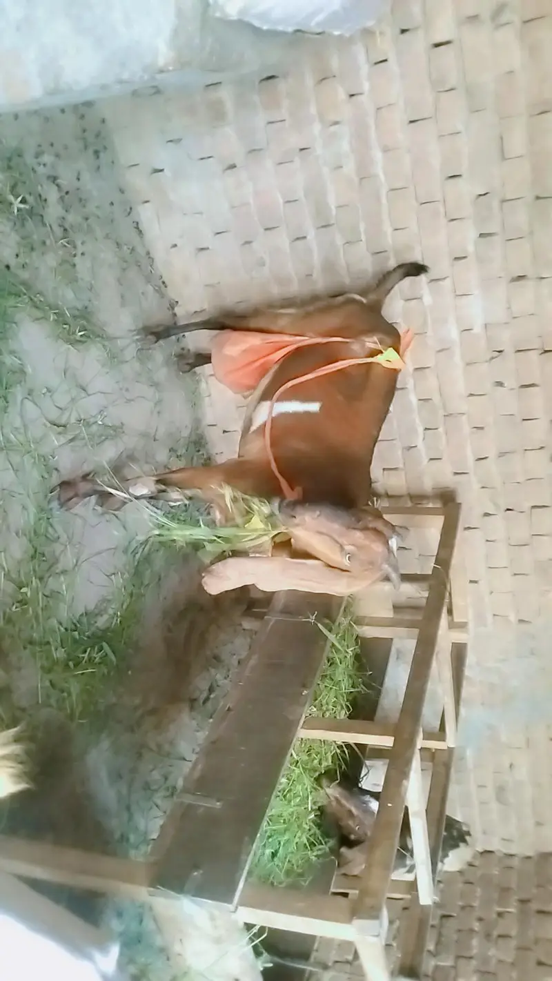 piuer dasi nagri  bakri Sath male and female bachy — photo 4
