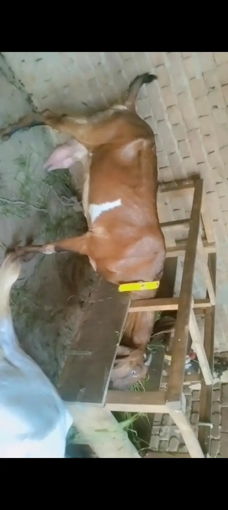 piuer dasi nagri  bakri Sath male and female bachy — photo 6
