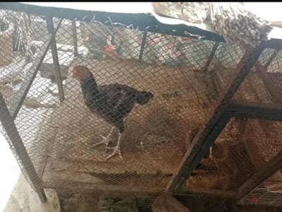 Hen used cage exchange possible with birds