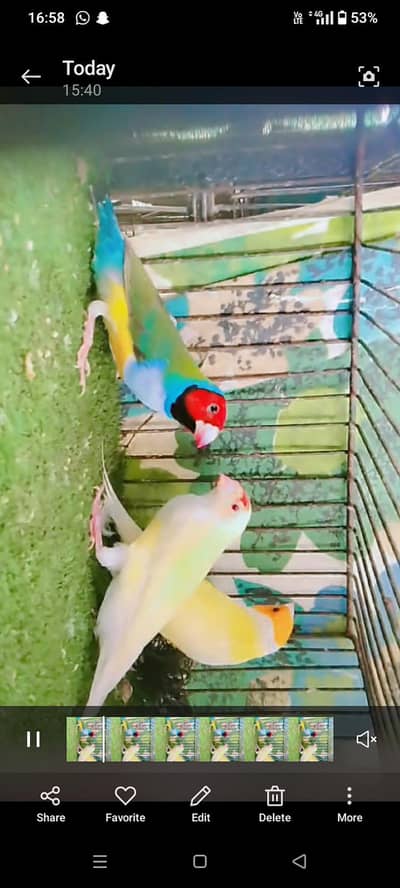lotion red eyes Goldins and shaftail  tcb under size
