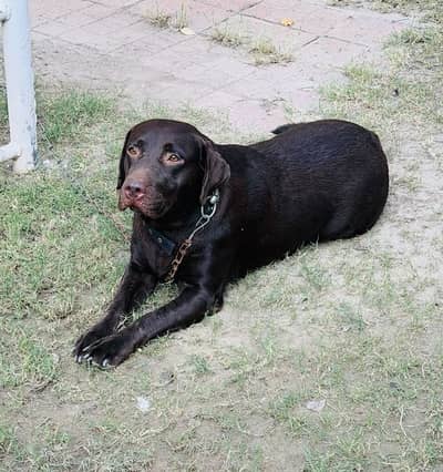 Lab Female