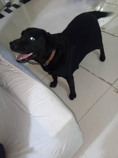 labra female  urgent  sale. reason  house shifting .