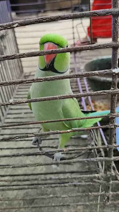 Talking Mithu Breeding pair 1