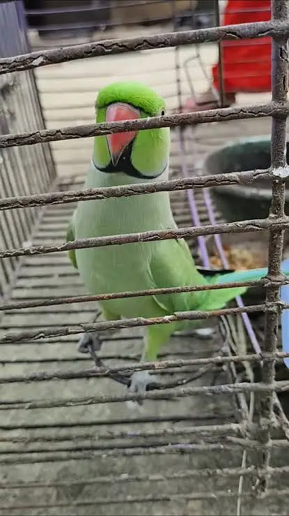 Talking Mithu Breeding pair — photo 2