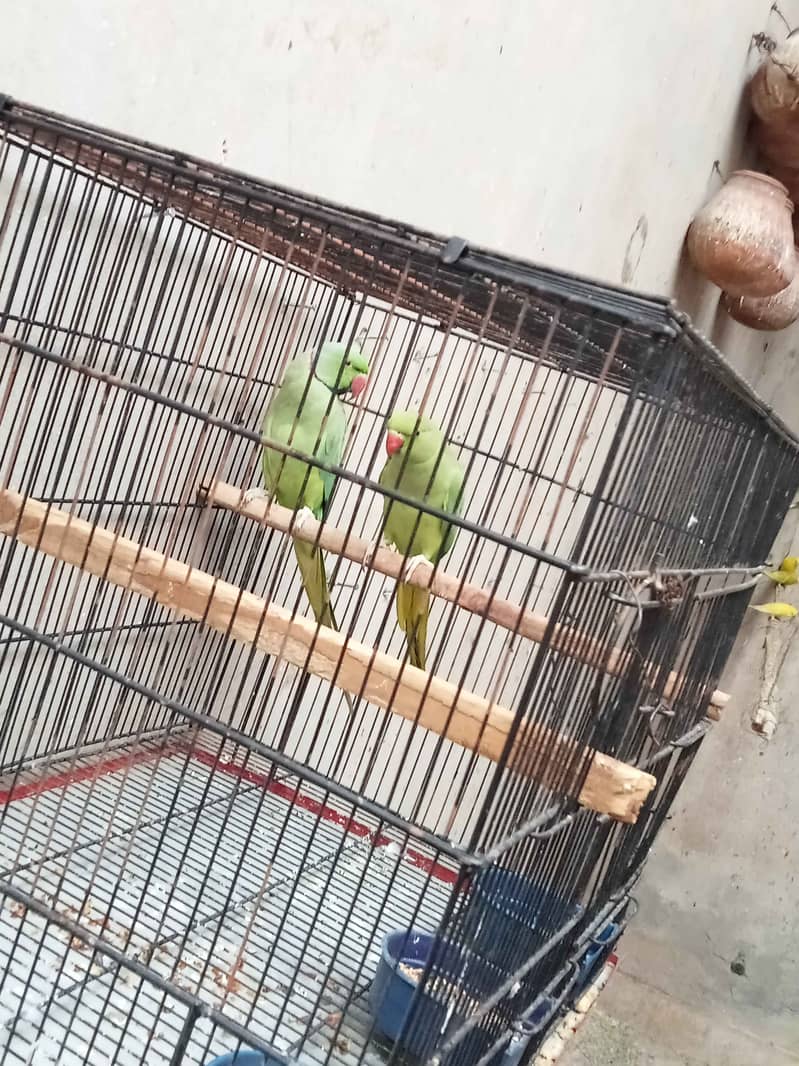 Talking Mithu Breeding pair 2