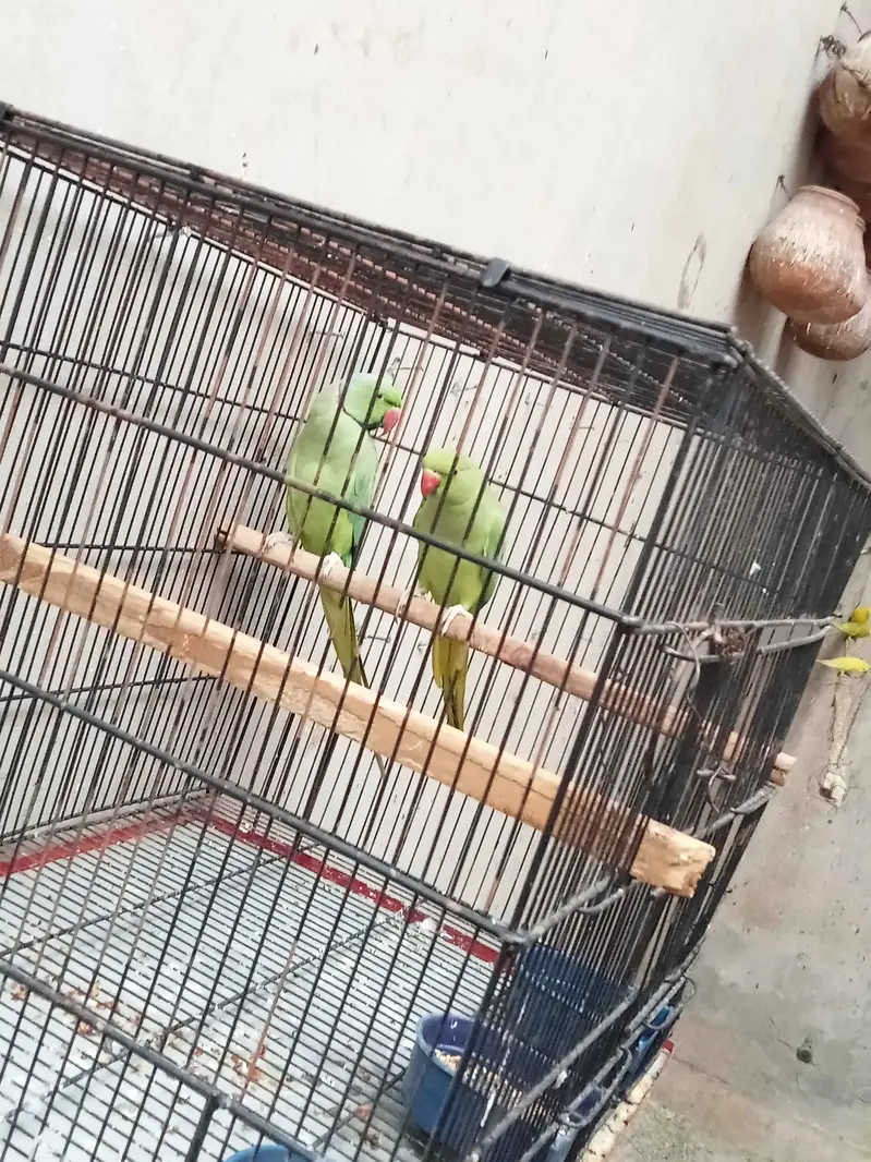 Talking Mithu Breeding pair — photo 3