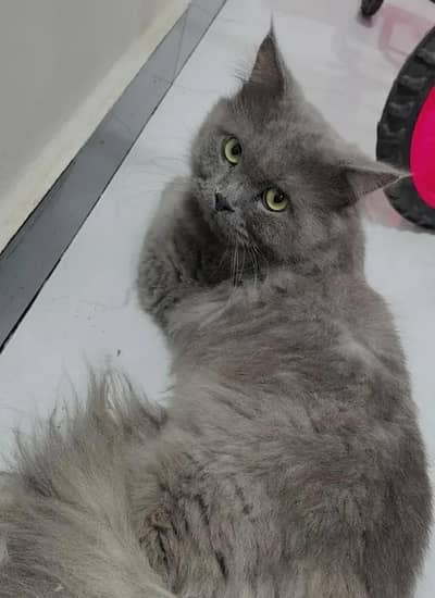 Beautiful Grey Persian Male Cat - Active & Healthy