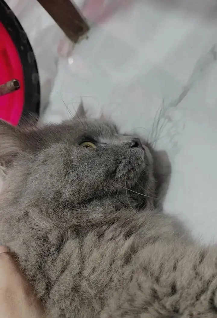 Beautiful Grey Persian Male Cat - Active & Healthy — photo 2