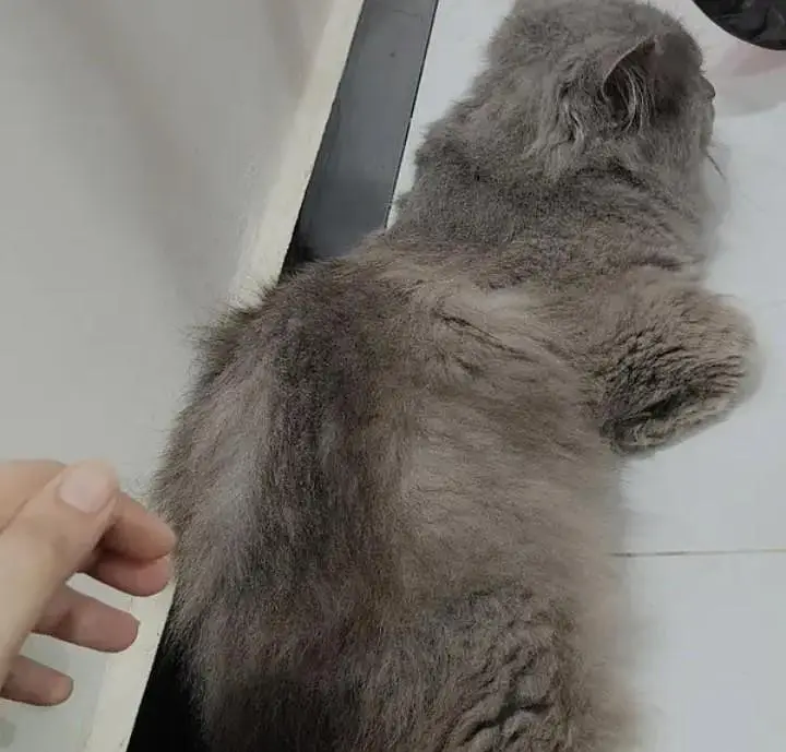 Beautiful Grey Persian Male Cat - Active & Healthy — photo 3