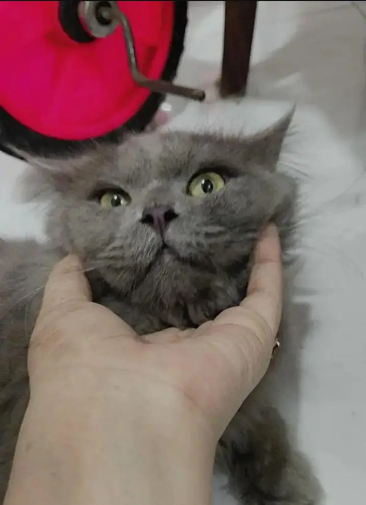 Beautiful Grey Persian Male Cat - Active & Healthy — photo 4