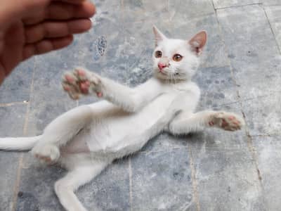 White cat