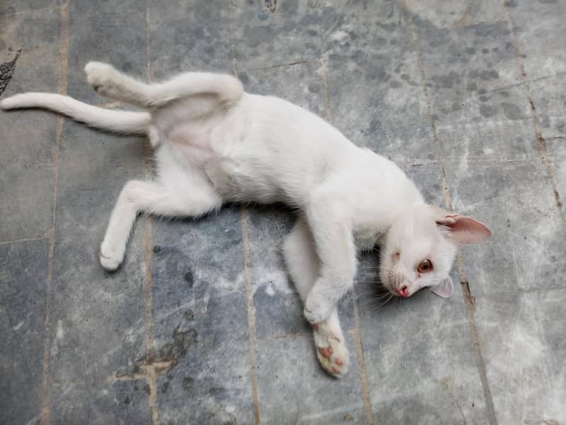 White cat 1