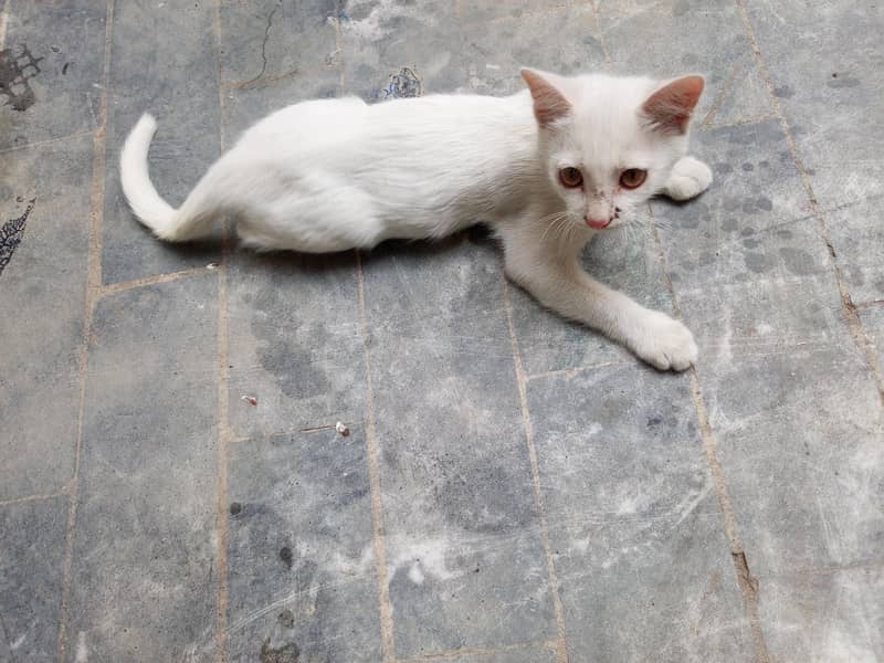 White cat 2
