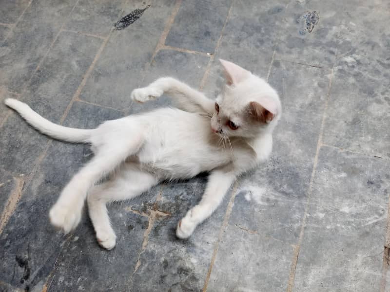 White cat 3