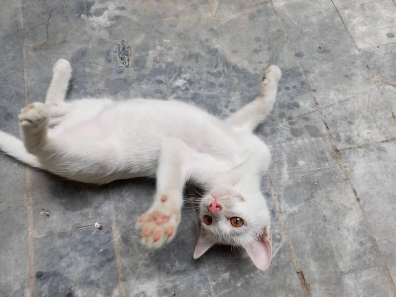 White cat 4