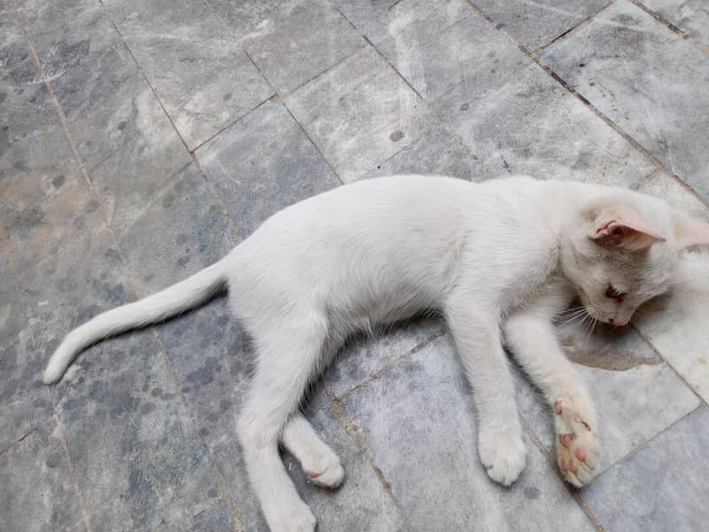 White cat 5