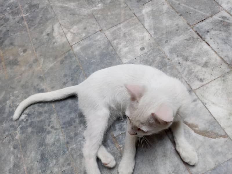 White cat 6