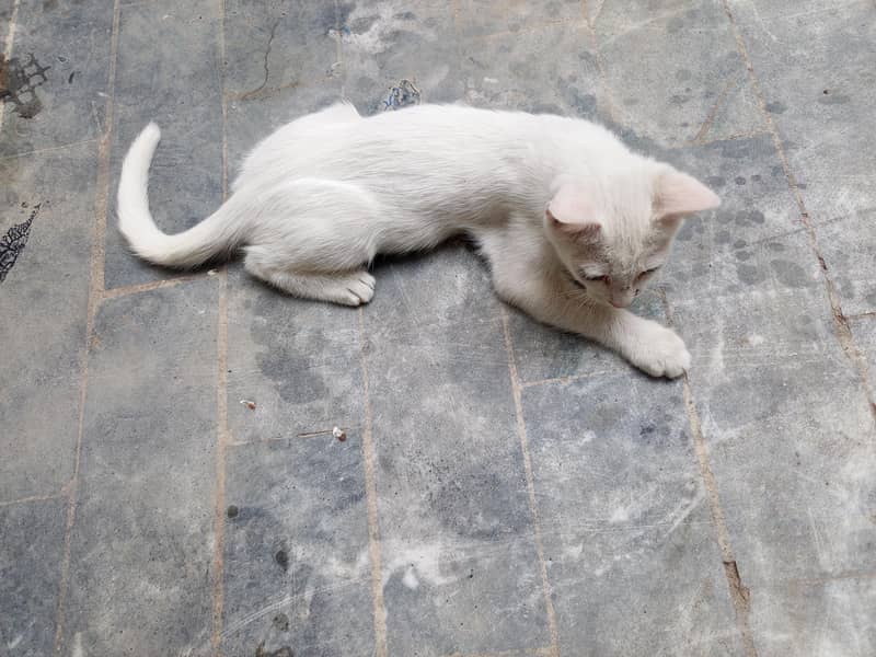 White cat 7