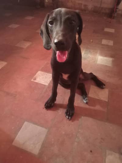 English pointer ready to new home