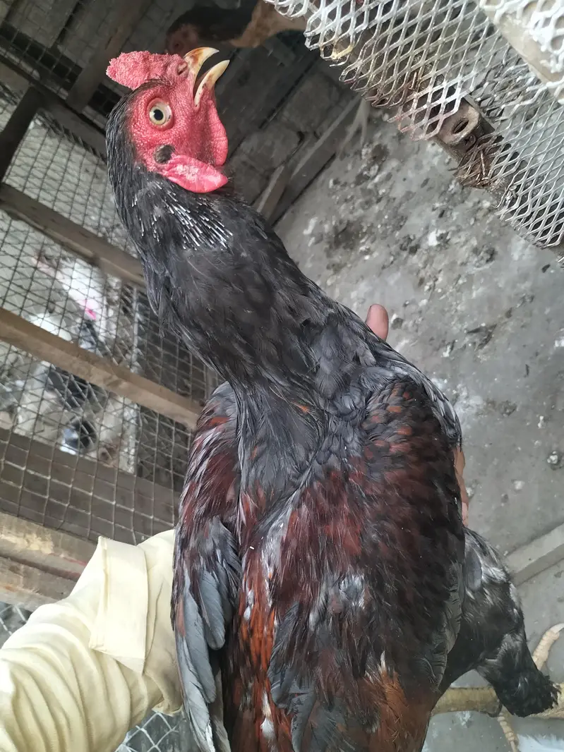 pure asel hai — photo 2