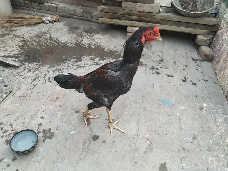 pure asel hai — photo 5