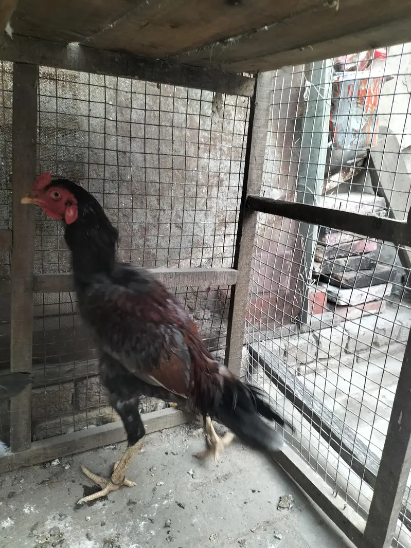 pure asel hai — photo 6