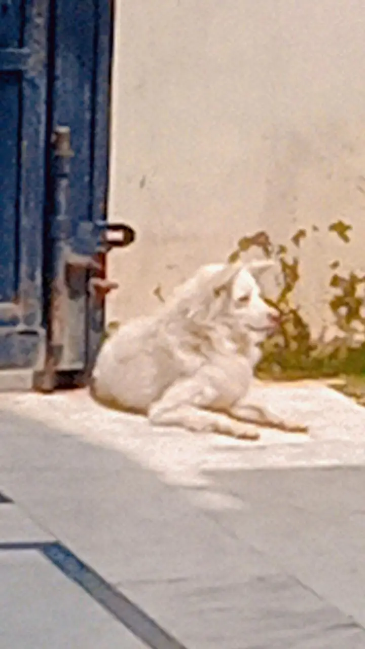 healthy active and fully vaccineted security guard is ailable — photo 2