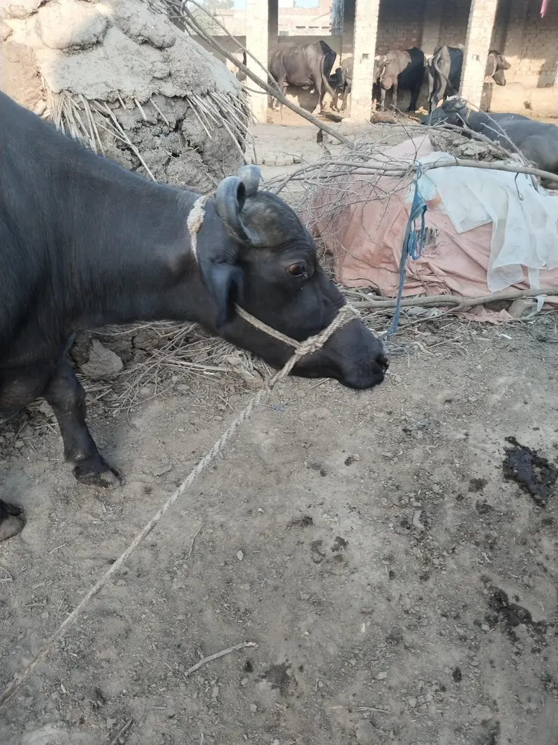 taza soi bahns sat kati dood 12 kg — photo 3