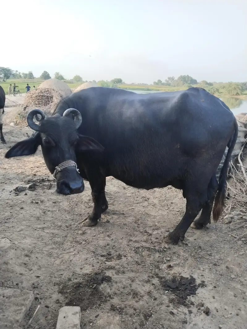 taza soi bahns sat kati dood 12 kg — photo 4