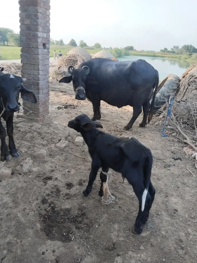 taza soi bahns sat kati dood 12 kg — photo 5