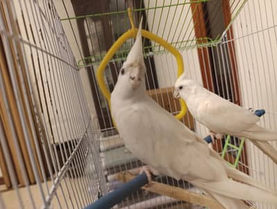 white cocktail pair