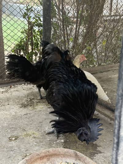 Ayam Cemani pair available for sale
