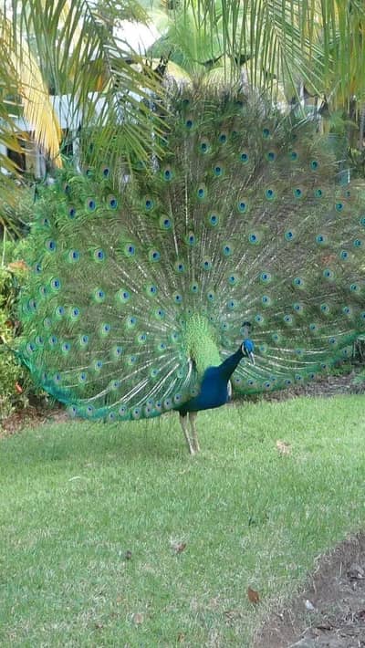 Peacock breeder pair for sale