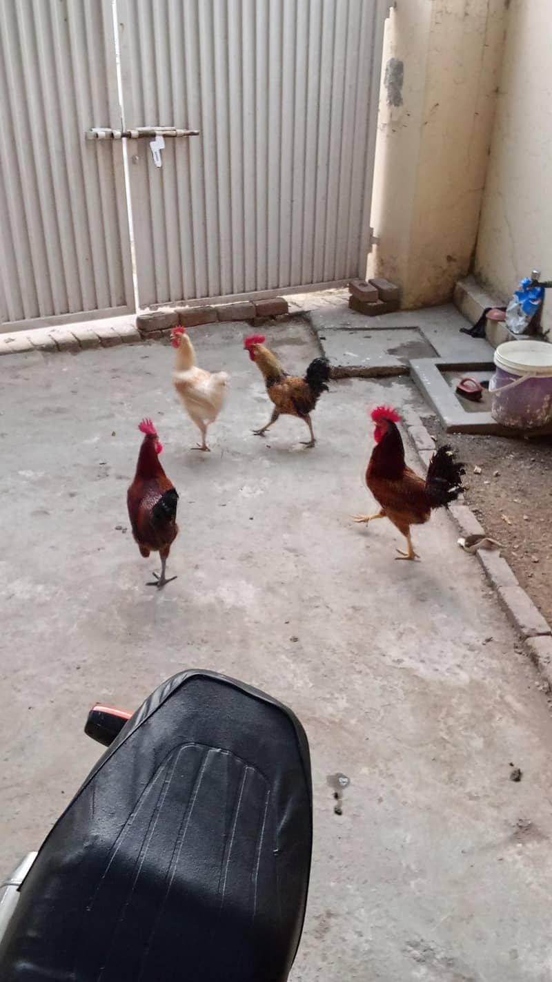 4 dasi 1