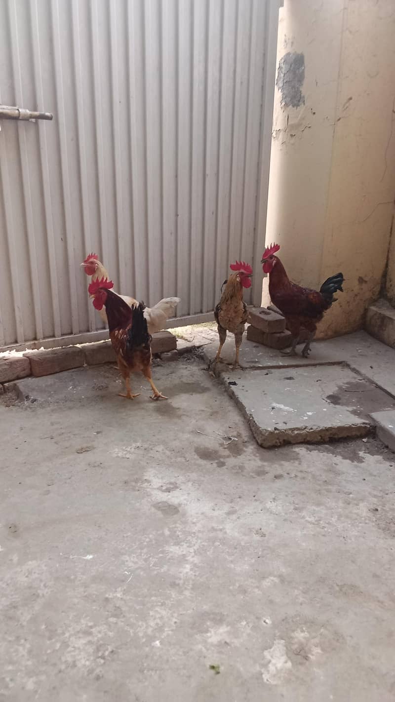 4 dasi 3