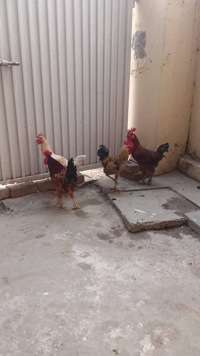4 dasi 4