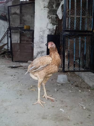 kurk aseel murgi