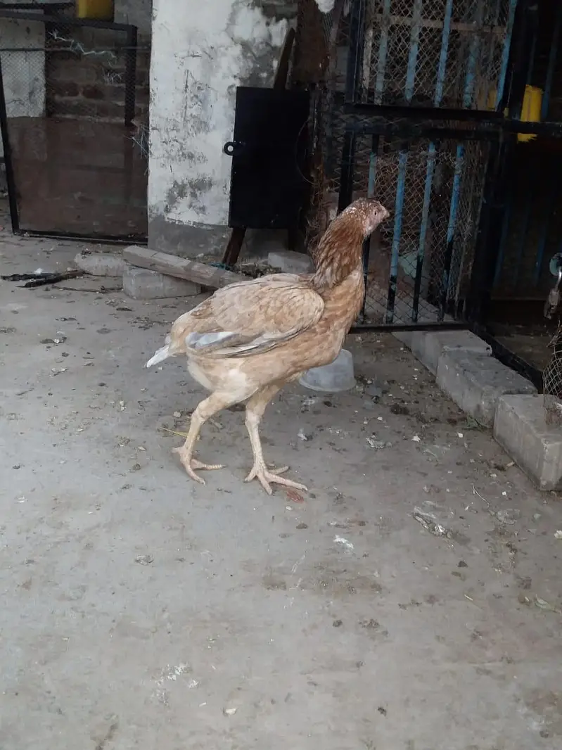 kurk aseel murgi — photo 2