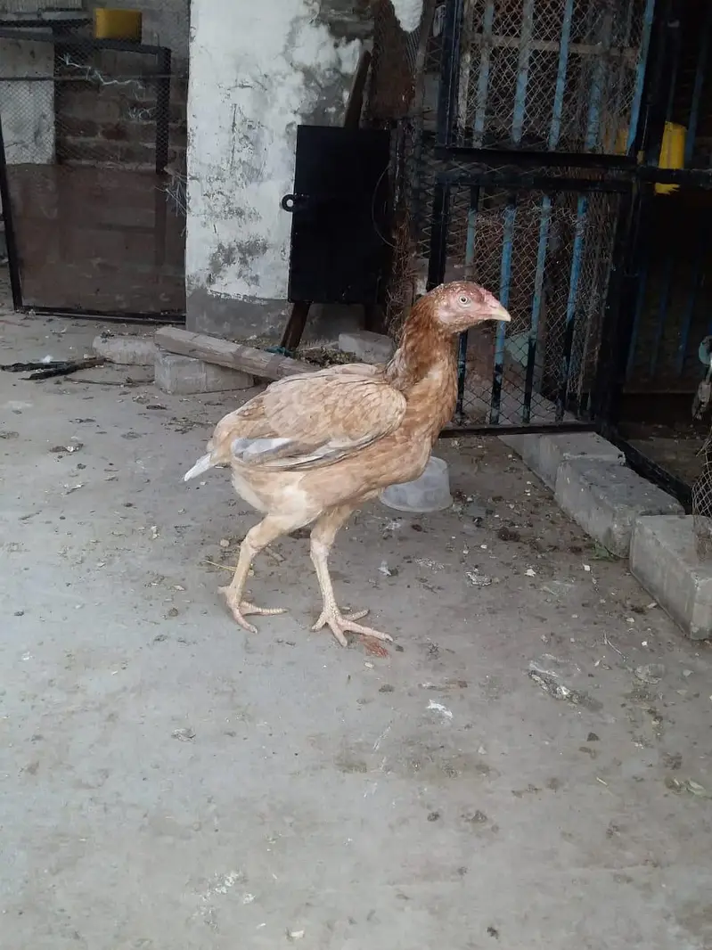 kurk aseel murgi — photo 3