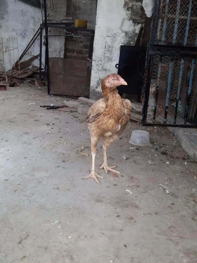 kurk aseel murgi — photo 4