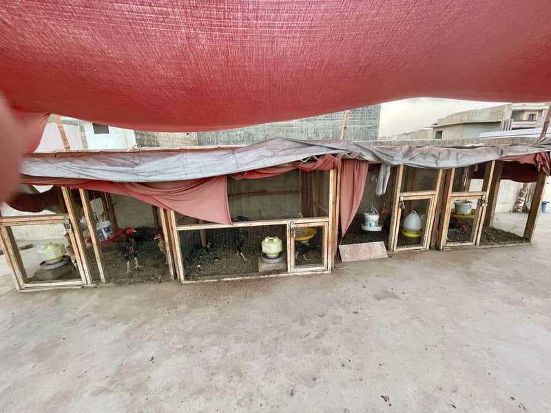 SHAMO SETUP AVAILABLE 14
