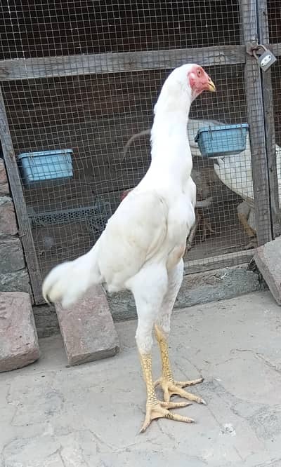Top Quality white O Shamo Patha+pathi