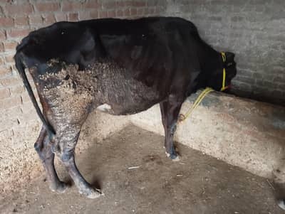 Mix Breed Cow