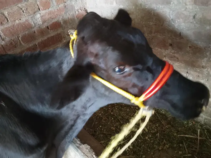 Mix Breed Cow — photo 2